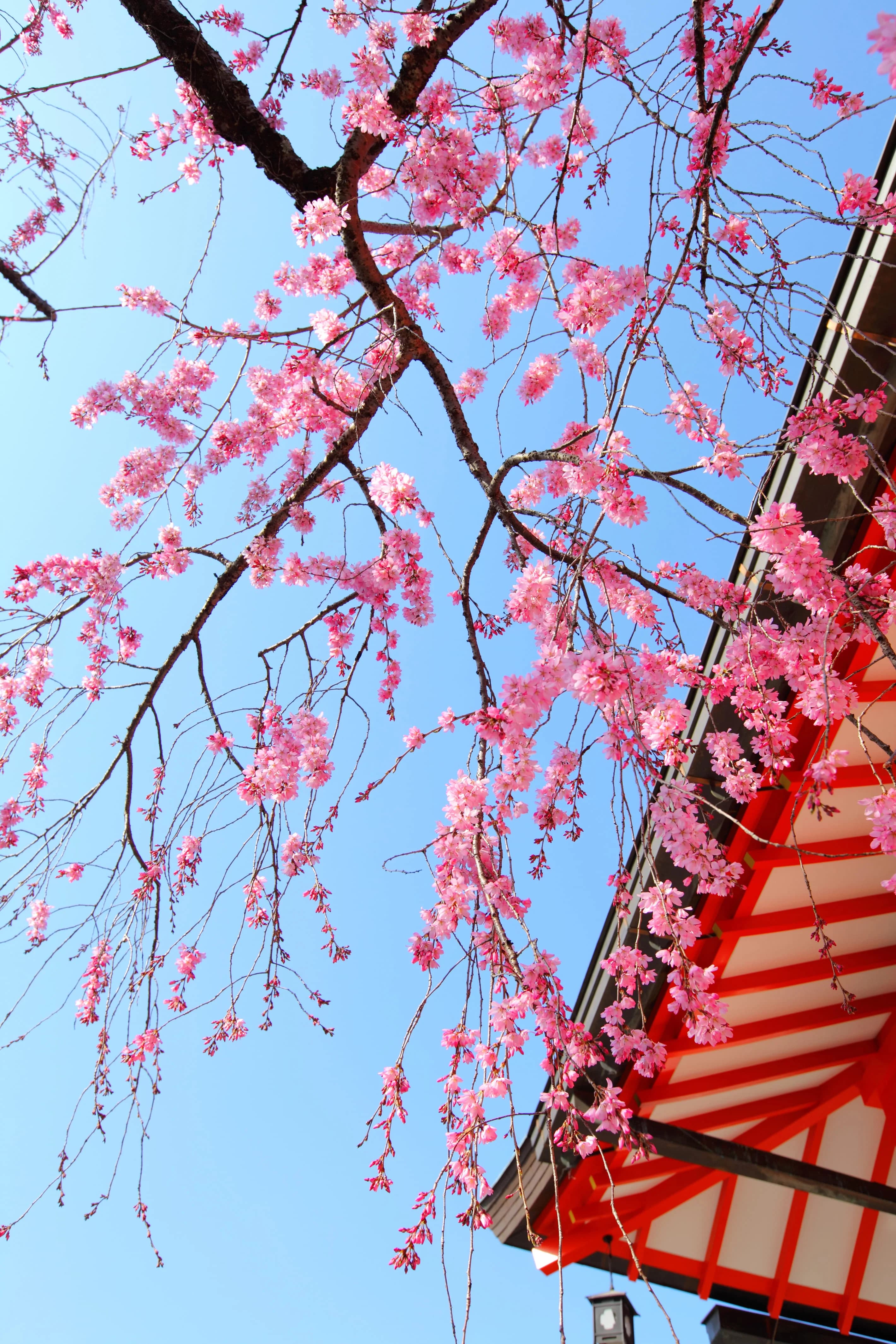 Cherry Blossom Season