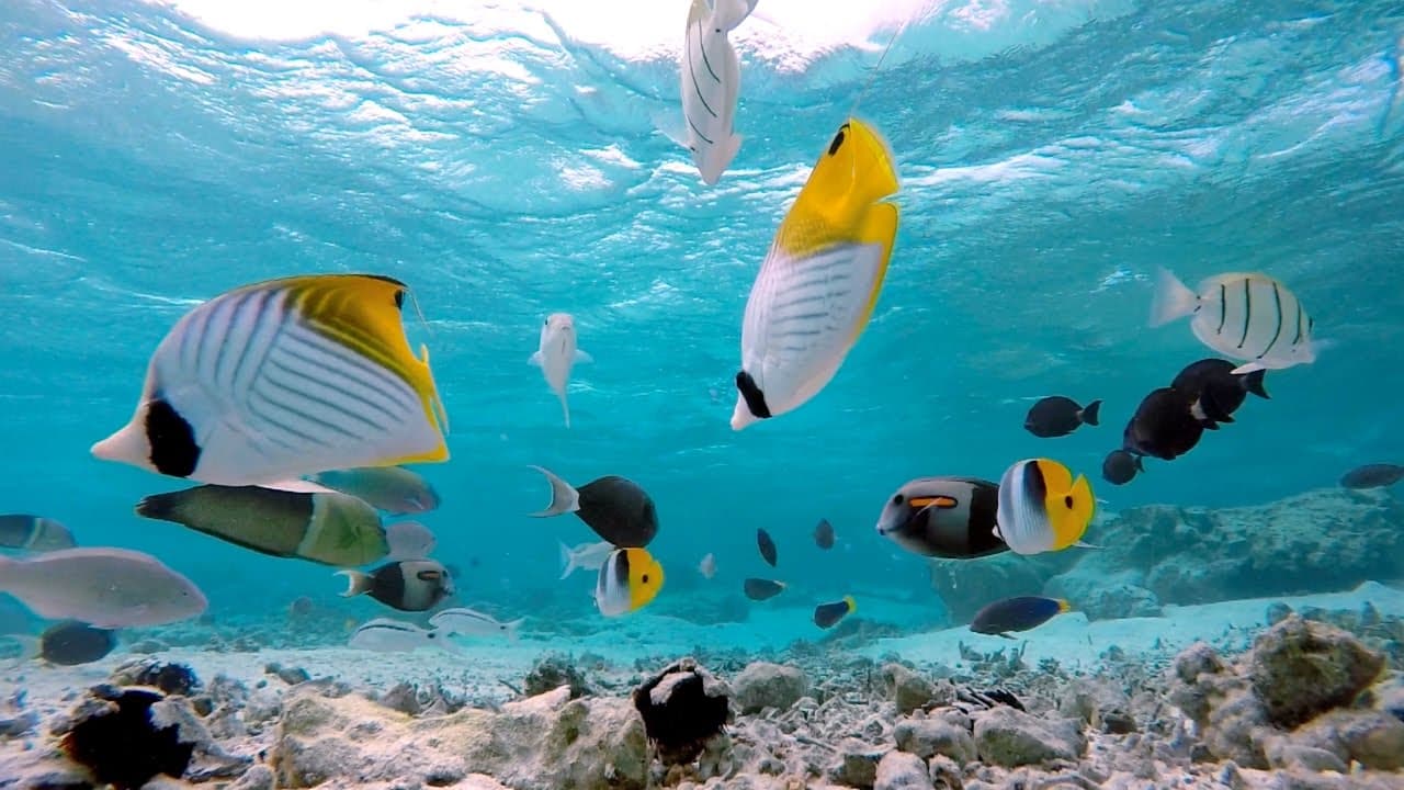 Tropical fish over a bright turquoise Bora Bora lagoon