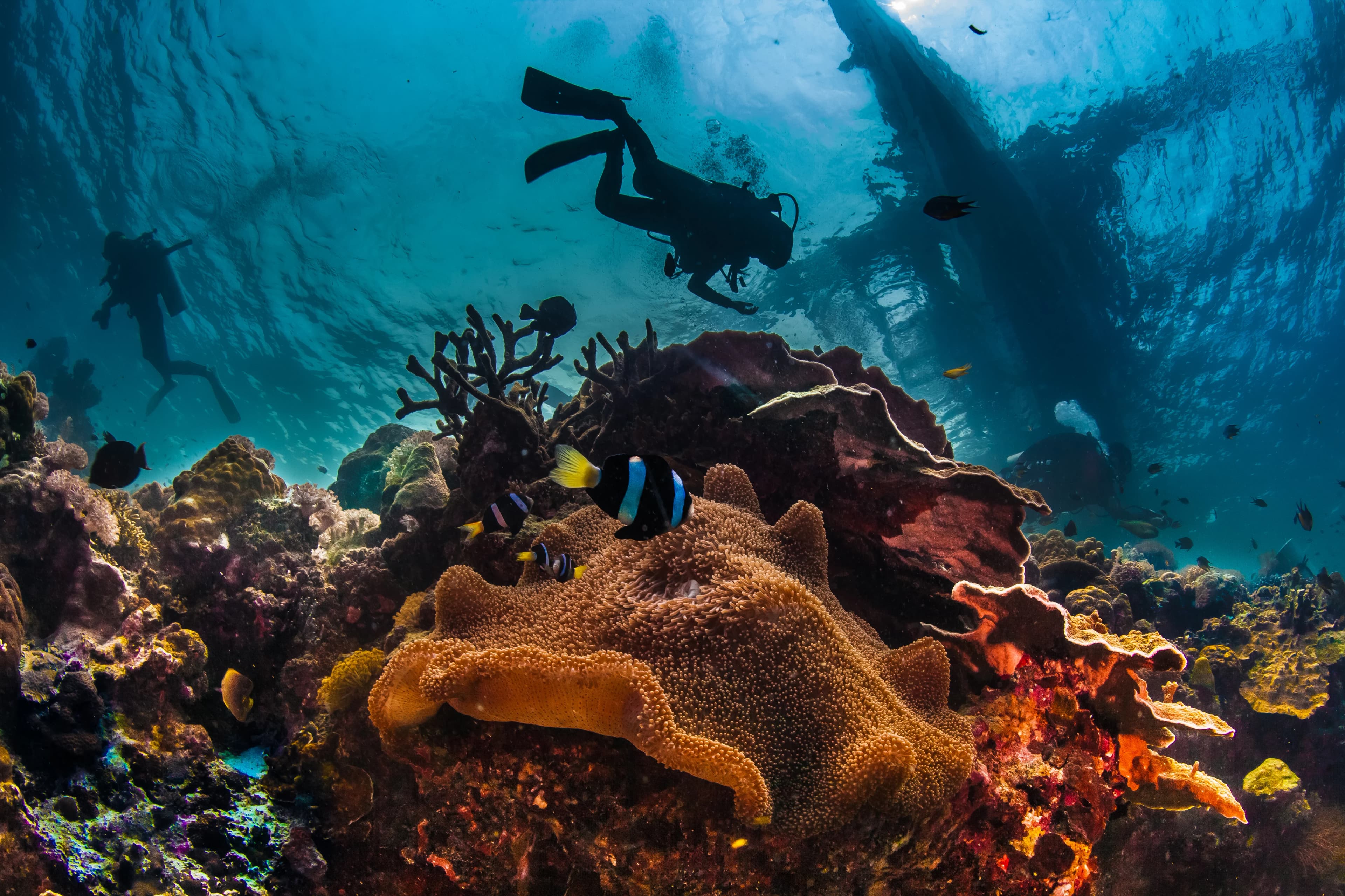 A vivid coral reefscape teeming with fish in the clear waters of French Polynesia