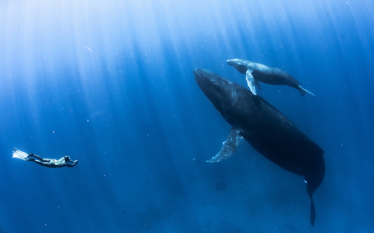 A humpback whale swimming through sunlit open ocean