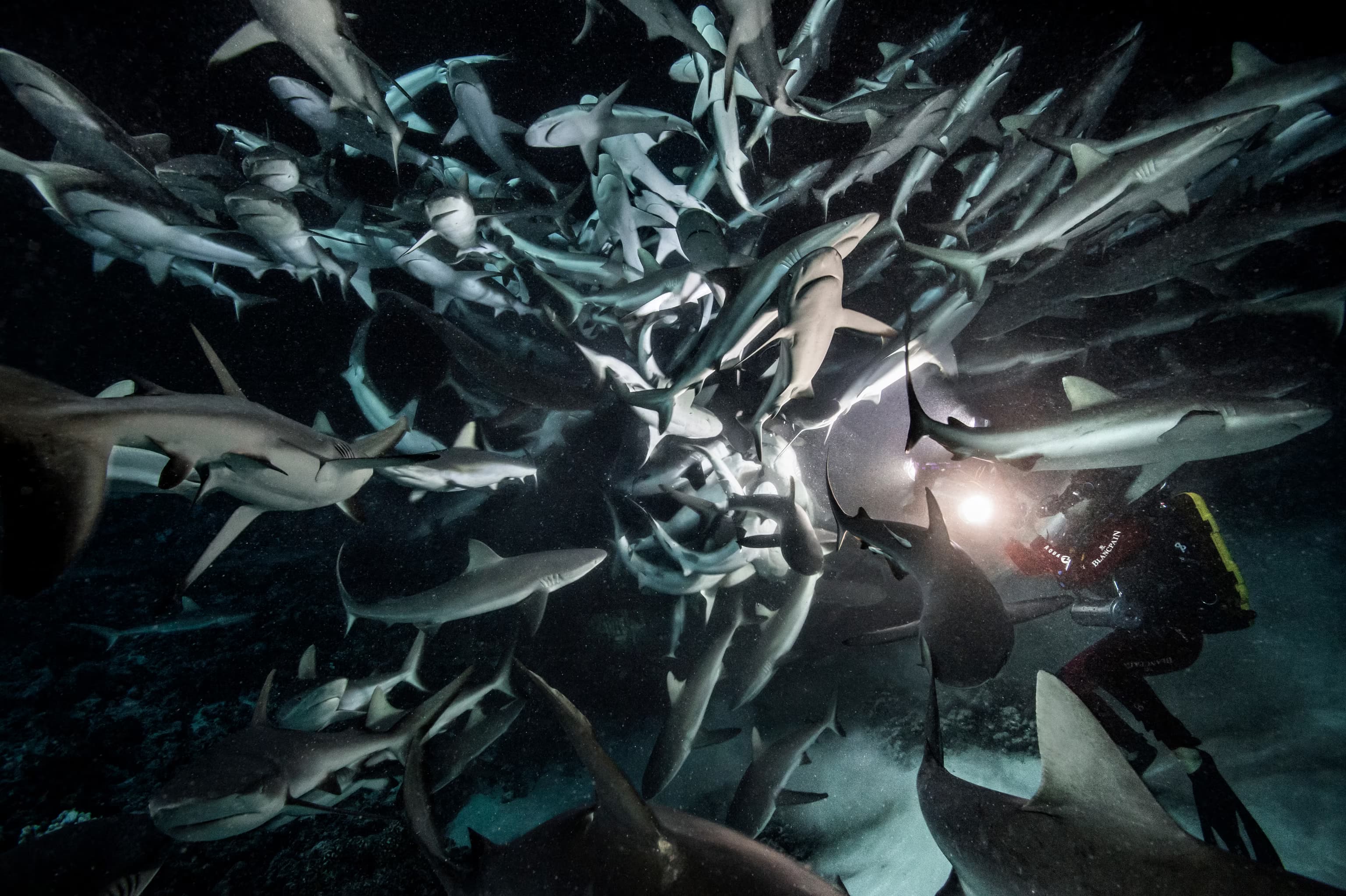 The World Beneath the Waterline: Diving Lumina's First Year