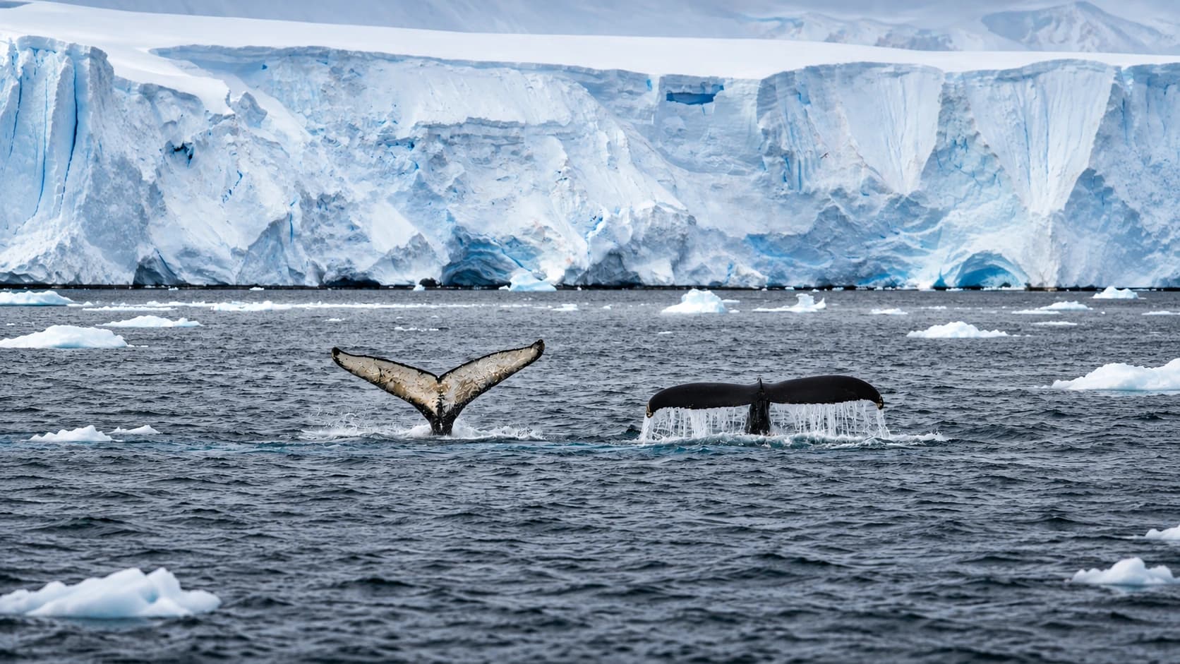 Whales beside Antarctic ice