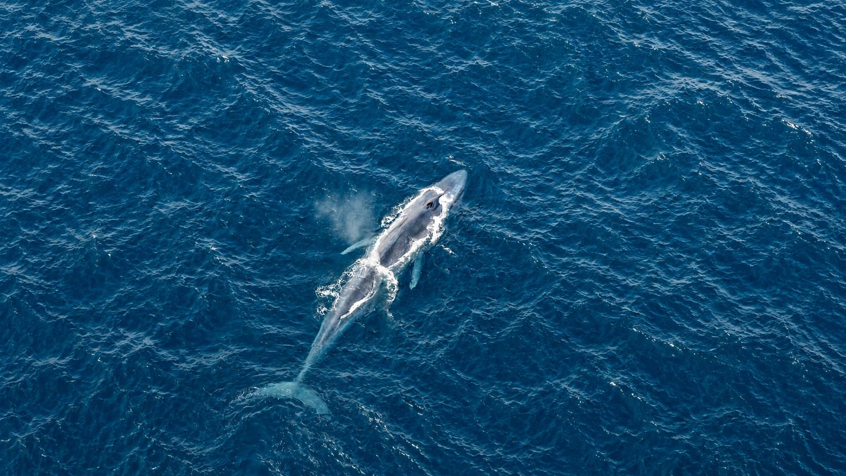Blue whale in the Chilean Fjords