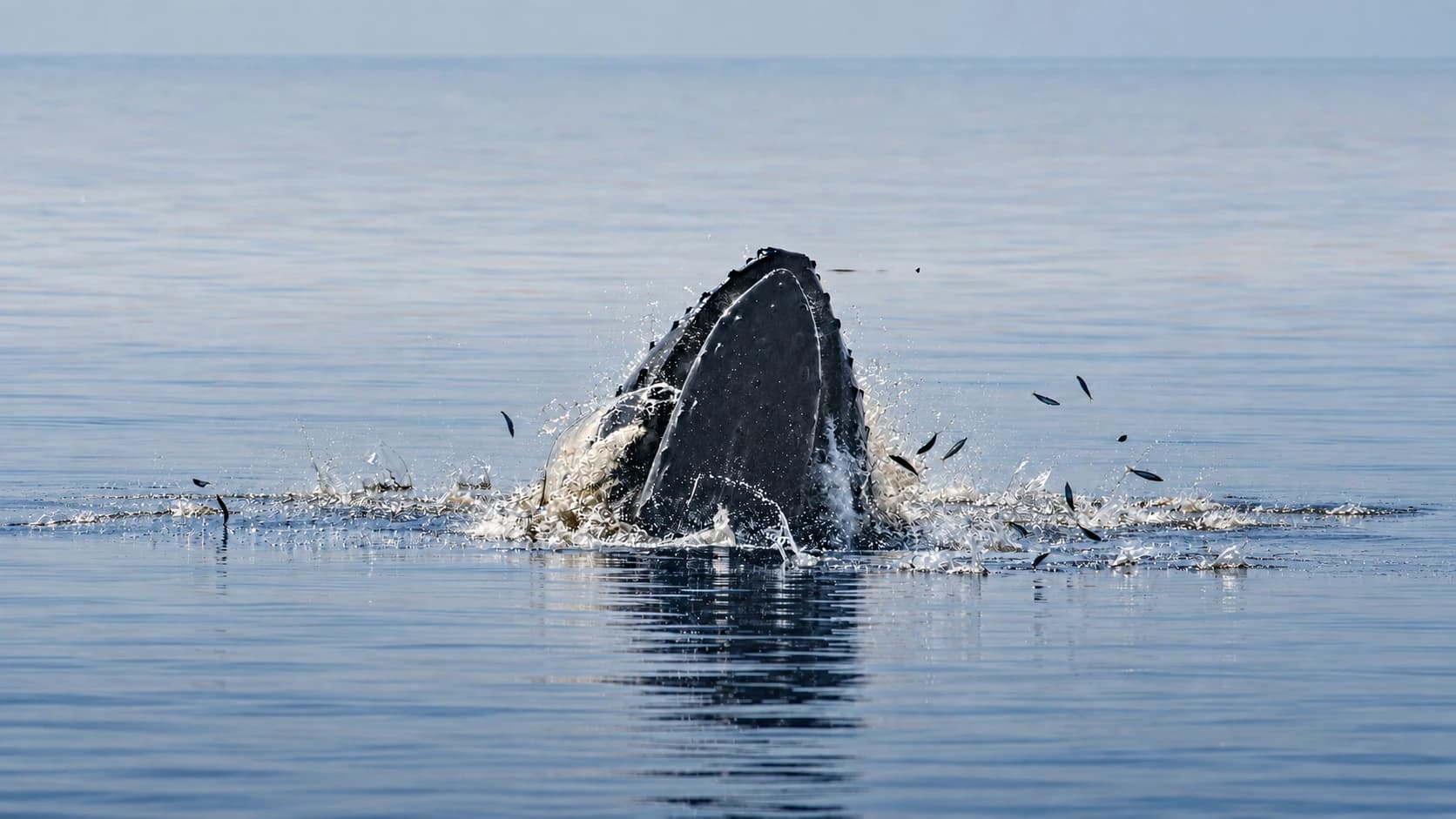 Humpback whale feeding in Glacier Bay, Alaska