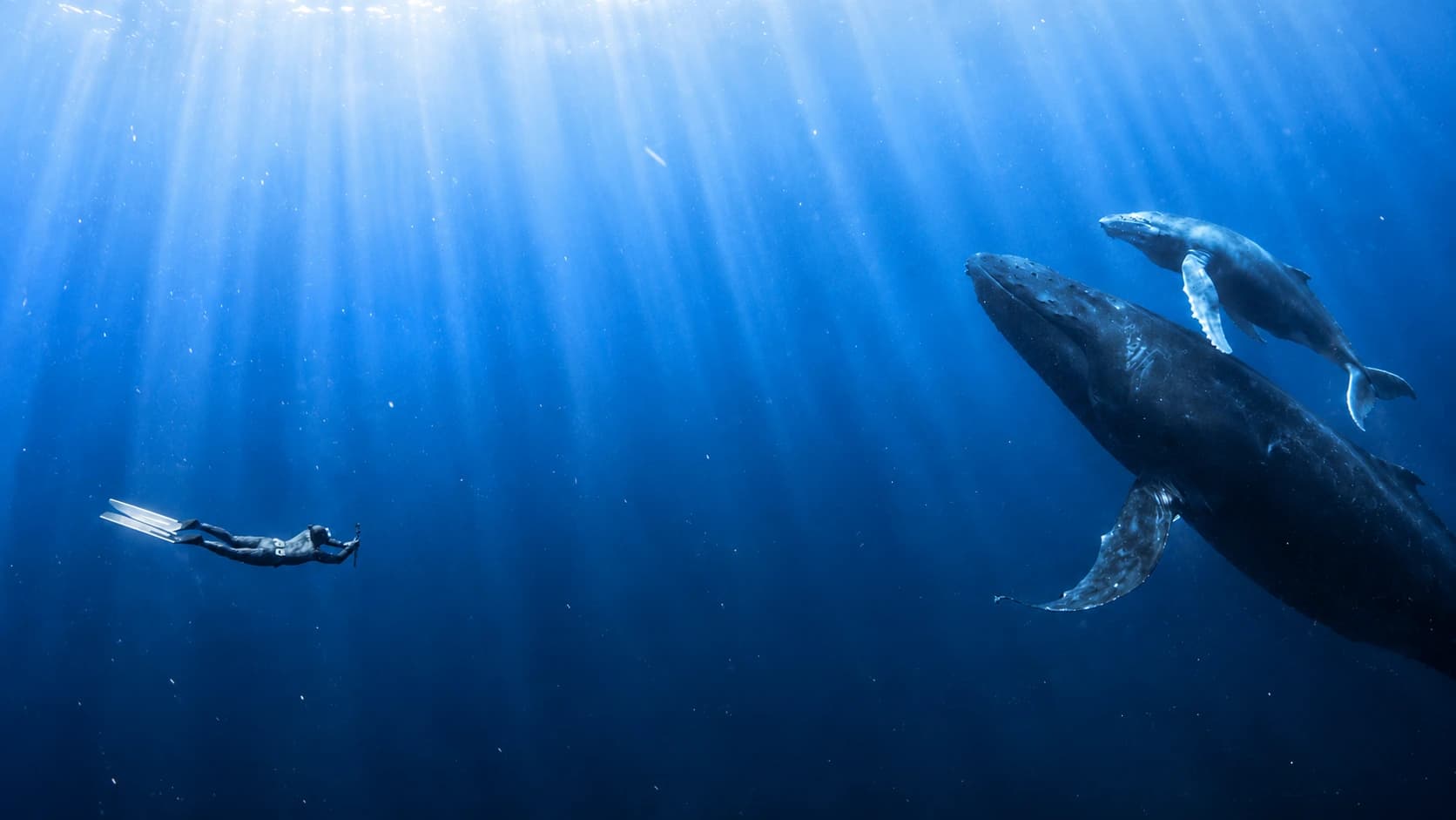 Humpback whales underwater in Tonga