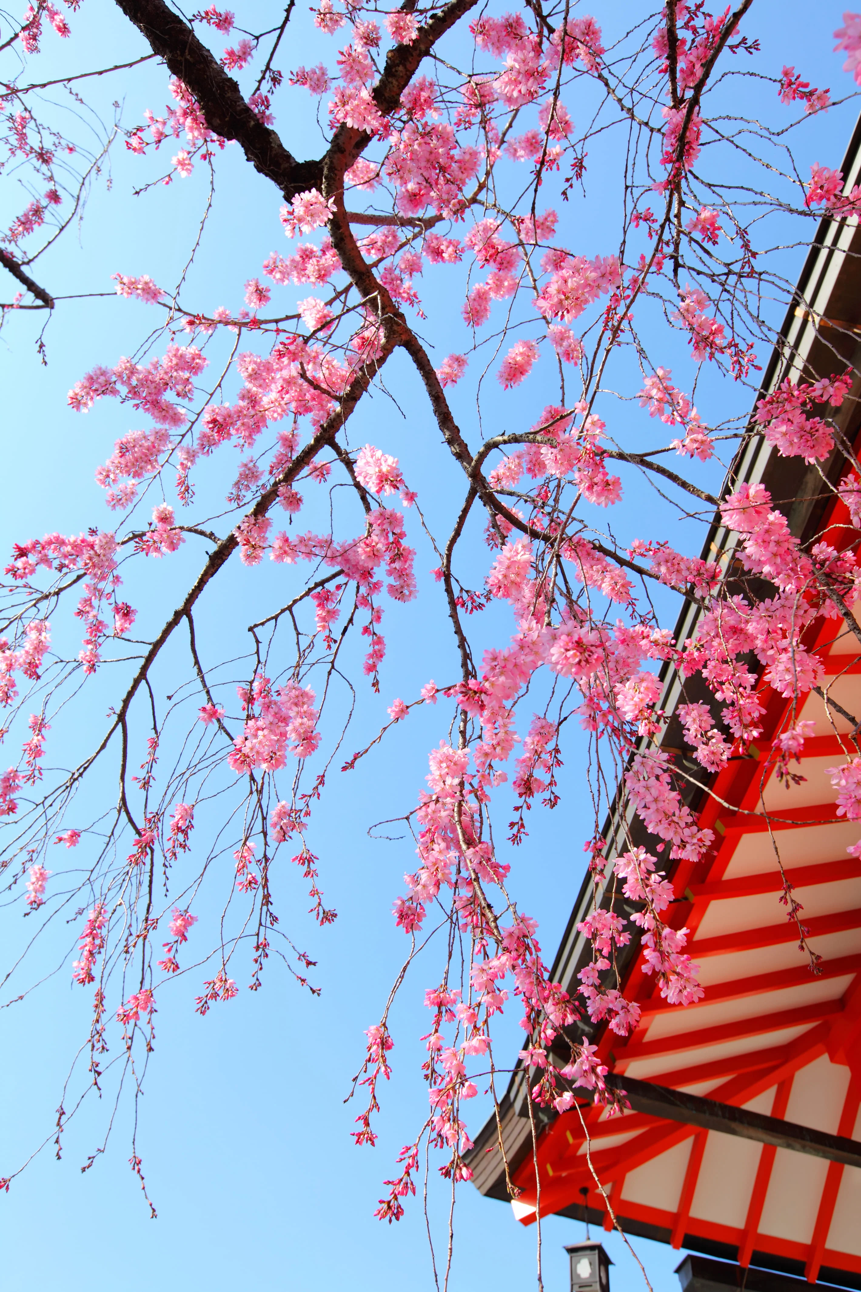Cherry Blossom Season
